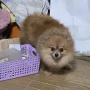 SHOMAの画像