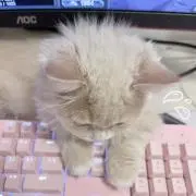 いちごちょこの画像