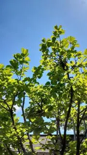 はる。プロフ確認してくださいの画像