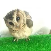 みーママ