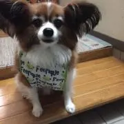 チョコの画像
