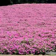 さくらの画像