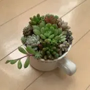 ぽんこの画像