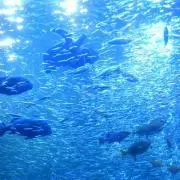 Ruの画像