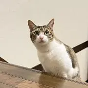 シダの画像