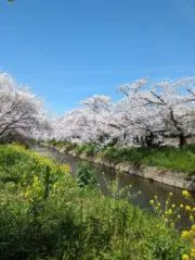 ミッキーボウズの画像