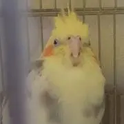 唐揚げさんの画像