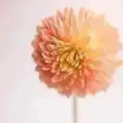 dahlia*の画像