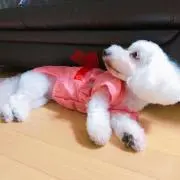 かれんの画像