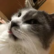 くろみけ/断捨離セール中❗️早いもの勝ちの画像