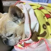 超希少 当時物 旧車 デュアル マフラーカッター 内径43ミリ 街道