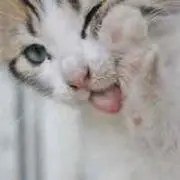 あずき