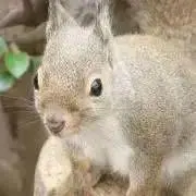 Chaaの画像