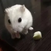 ハクさんの画像