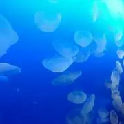 おとあの画像