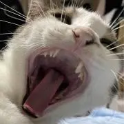 昇