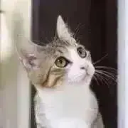 いたるの画像