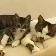 のら猫なおの画像