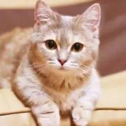はっぴー