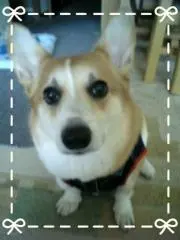 ここあの画像