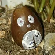 ドングリコの画像