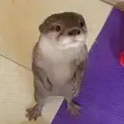 ⭐︎koebi⭐︎の画像
