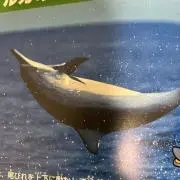 いるちゃんの画像