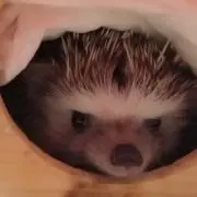テテ父の画像
