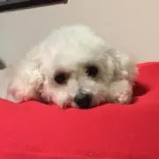 プードルちゃんの画像
