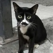むしおの画像