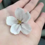 つめ子