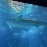 ゆたかの画像