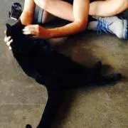 ラピティア
