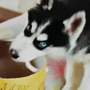 ハスキー