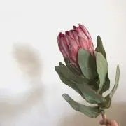 shiの画像
