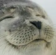 ポコ