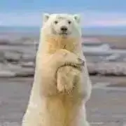 ジョジョの奇妙な冒険/荒木飛呂彦(3部)イギー(ボストンテリア.フレンチ