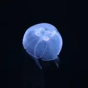 くらげ
