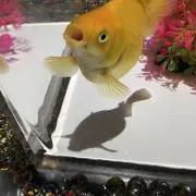 レイアの画像