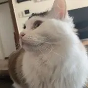 ハイセ