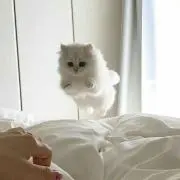 ♡