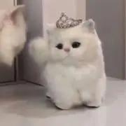 ふなの画像