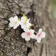 もふの画像