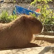 カピの画像