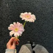KKの画像