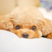 amuの画像