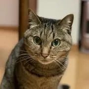 ニゲラ