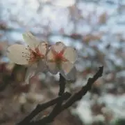 みく