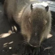 カピバラさんの画像