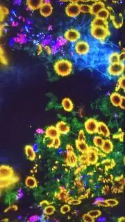 アクア★の画像